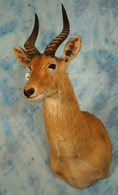 African Puku Antelope Shoulder Taxidermy Mount