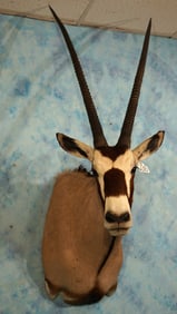 High Record Book 44 1/2" African Gemsbuck Antelope Shoulder Trophy Taxidermy Mount