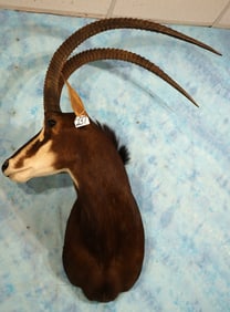 High Record Book 45 1/4" African Sable Antelope Shoulder Trophy Taxidermy Mount