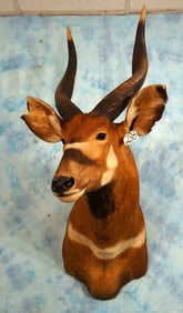 Central African Bongo Antelope Shoulder Taxidermy Mount