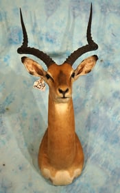 African Record Class Southern Impala Shoulder Taxidermy Mount