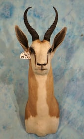 African Common Springbuck Gazelle Shoulder Taxidermy Mount