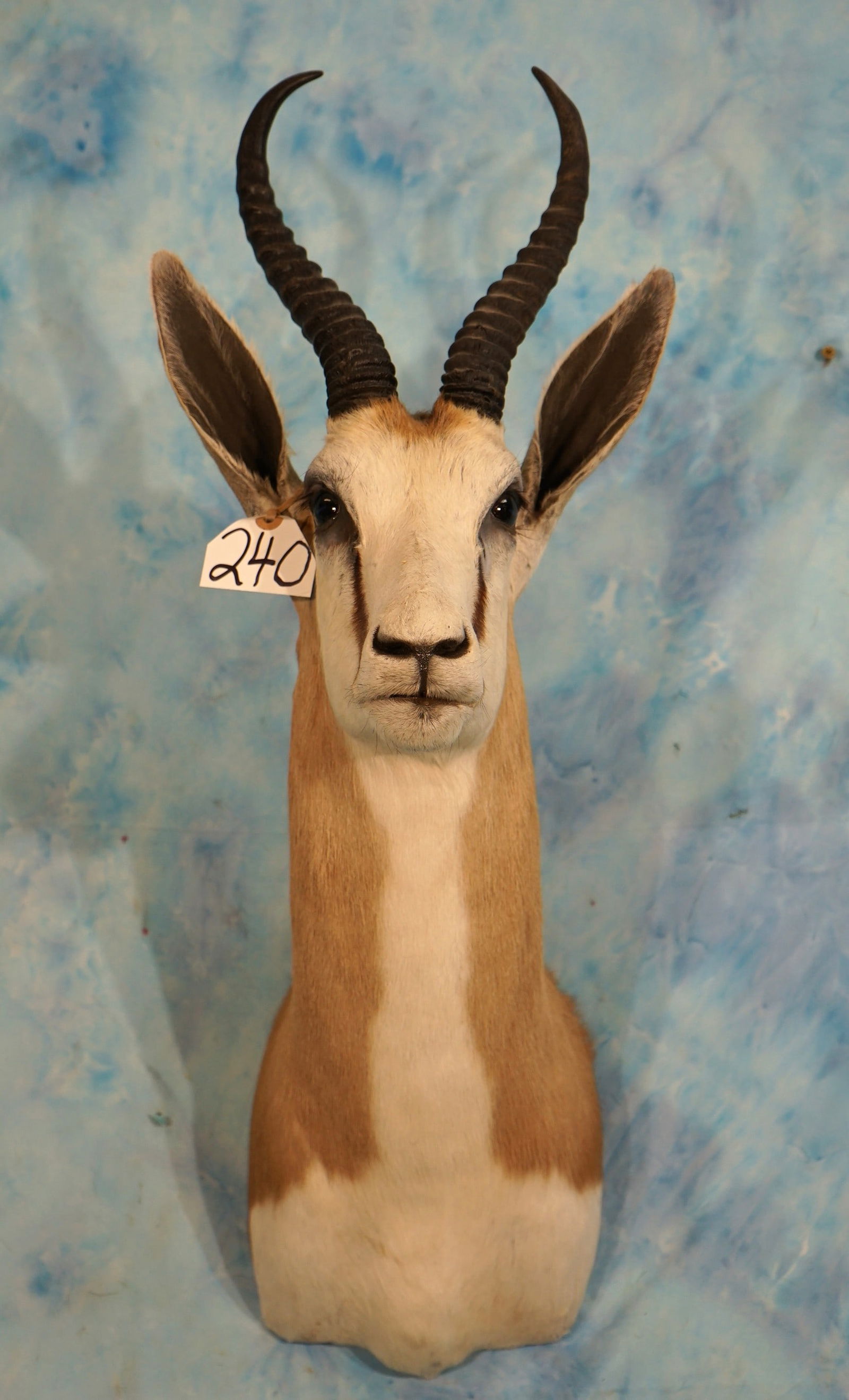 African Common Springbuck Gazelle Shoulder Taxidermy Mount (1 of 3)