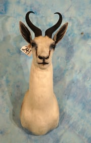 African White Springbuck Gazelle Shoulder Taxidermy Mount
