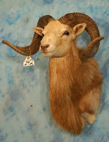Beautiful Cinnamon Corsican Sheep Shoulder Taxidermy Ram Mount