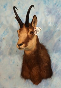 Alpine Chamois Shoulder Taxidermy Mount