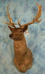 Pretty Chocolate Fallow Deer Shoulder Taxidermy Mount