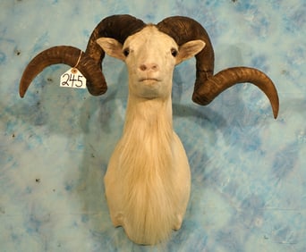 Gold Medal Record Book Texas Dall Sheep Shoulder Taxidermy Trophy Mount
