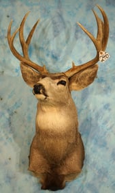 Wyoming Mule Deer Shoulder Taxidermy Mount
