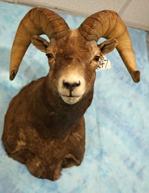 Rocky Mountain Bighorn Sheep Shoulder Taxidermy Ram Mount