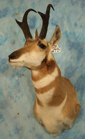 Pronghorn Antelope Shoulder Taxidermy Mount