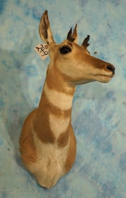 Pronghorn Antelope Doe Shoulder Taxidermy Mount
