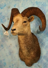 Stone Sheep Shoulder Taxidermy Ram Mount