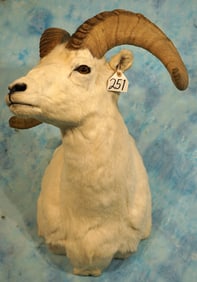 Alaskan Dall Sheep Shoulder Taxidermy Ram Mount