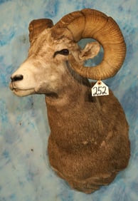Rocky Mountain Bighorn Sheep Shoulder Taxidermy Ram Mount