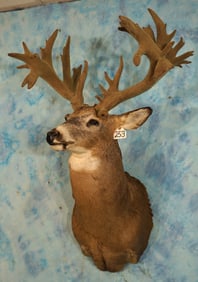 Giant Non-Typical 238 gross Whitetail Deer Shoulder Taxidermy Mount