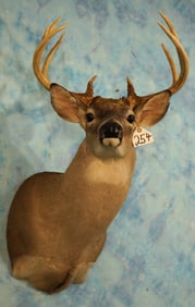 9pt. Texas Whitetail Deer Shoulder Taxidermy Mount