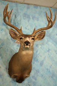 5 x 4 Mule Deer Shoulder Taxidermy Mount