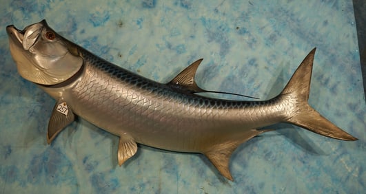 Awesome 67 1/4"Tarpon Fiberglass Reproduction Taxidermy Fish Mount