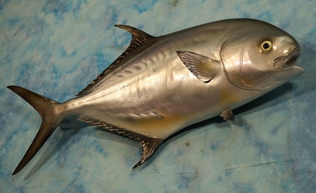 Beautiful 41 3/4" Permit Fiberglass Reproduction Taxidermy Fish Mount