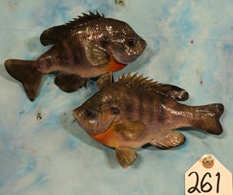 Pair of Real Skin Perch Taxidermy Fish Mounts