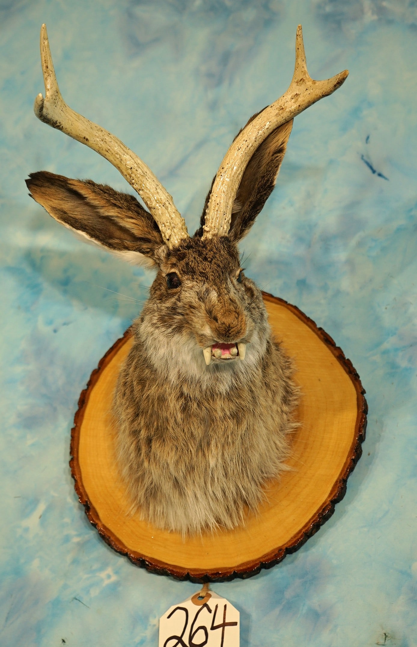 Brand New! Long Tooth Jackalope Shoulder Taxidermy Mount: This mount is new and it is in mint condition. This happens to be a Vampire Jackalope or maybe a Jack Rabbit crossed with a Coyote? Anyway the mount grades a good 9.5.