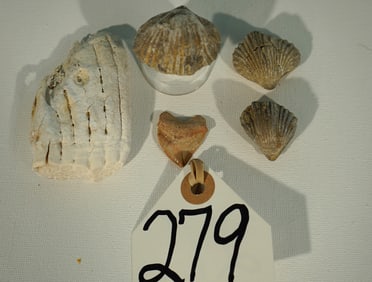 Very Sharp Prehistoric Shark Tooth, Three Brachiopods, with a Baby Mammoth Molar Fossil