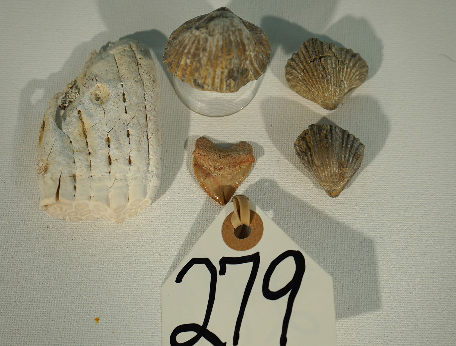 Very Sharp Prehistoric Shark Tooth, Three Brachiopods, with a Baby Mammoth Molar Fossil: The Sharks tooth is heavily serrated and sharp enough to cut meat with. The Brachiopods are well defined, and the Baby Mammoth Molar was probably from a just born infant.