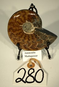 Beautiful Highly Polished Fossil Ammonite from Madagascar on Display Stand