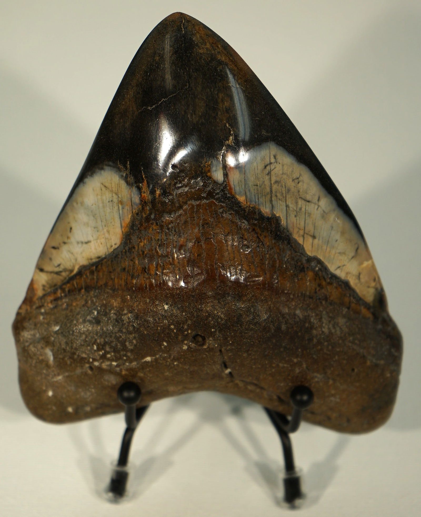 Beautiful Polished Megalodon Prehistoric Shark Tooth Fossil on Display Stand: This nice Megalodon tooth was recovered by my good friend John Taylor. The tooth has no restoration and measures 5 inches in length. The colors are very pretty.