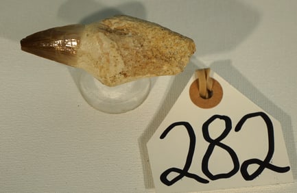 Cool Complete Mosasaurs Tooth Fossil with Full Root