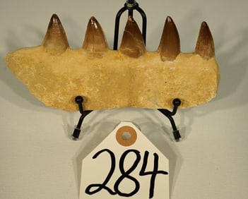 Partial Mosasaurus Jaw Piece with Teeth Intact Fossil on Display Stand