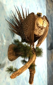 Stunning Prairie Chicken in Full Strut Taxidermy Bird Mount
