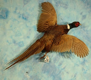 Flying Ringneck Pheasant Upland Gamebird Taxidermy Mount