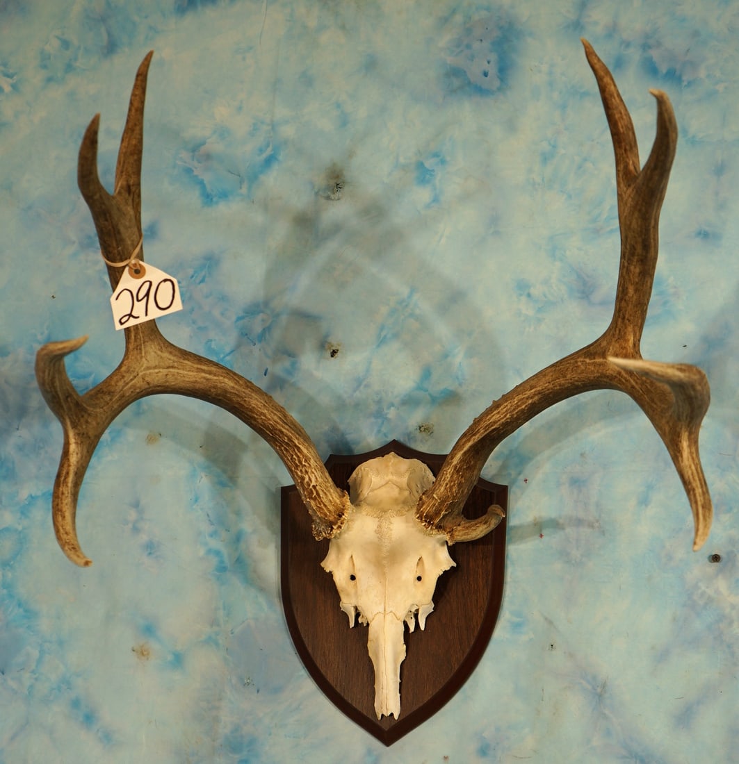5 x 4 Arizona Mule Deer Antlers on Panel Taxidermy (1 of 2)