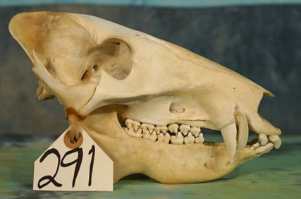 Complete Collared Peccary "Javelina" Skull Taxidermy