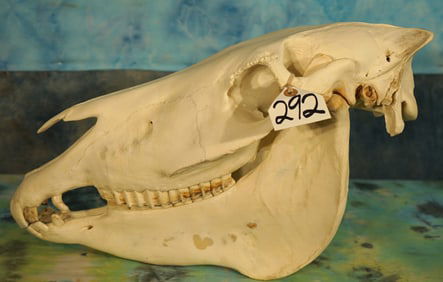 Complete Excellent Quality Zebra Skull Taxidermy