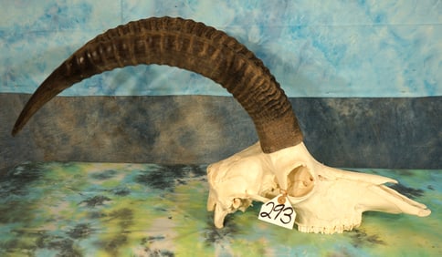 African Roan Antelope Skull Taxidermy