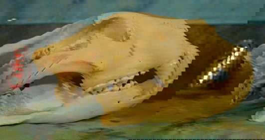 African Male Lion Large Complete Skull Taxidermy  **Texas Residents Only!**