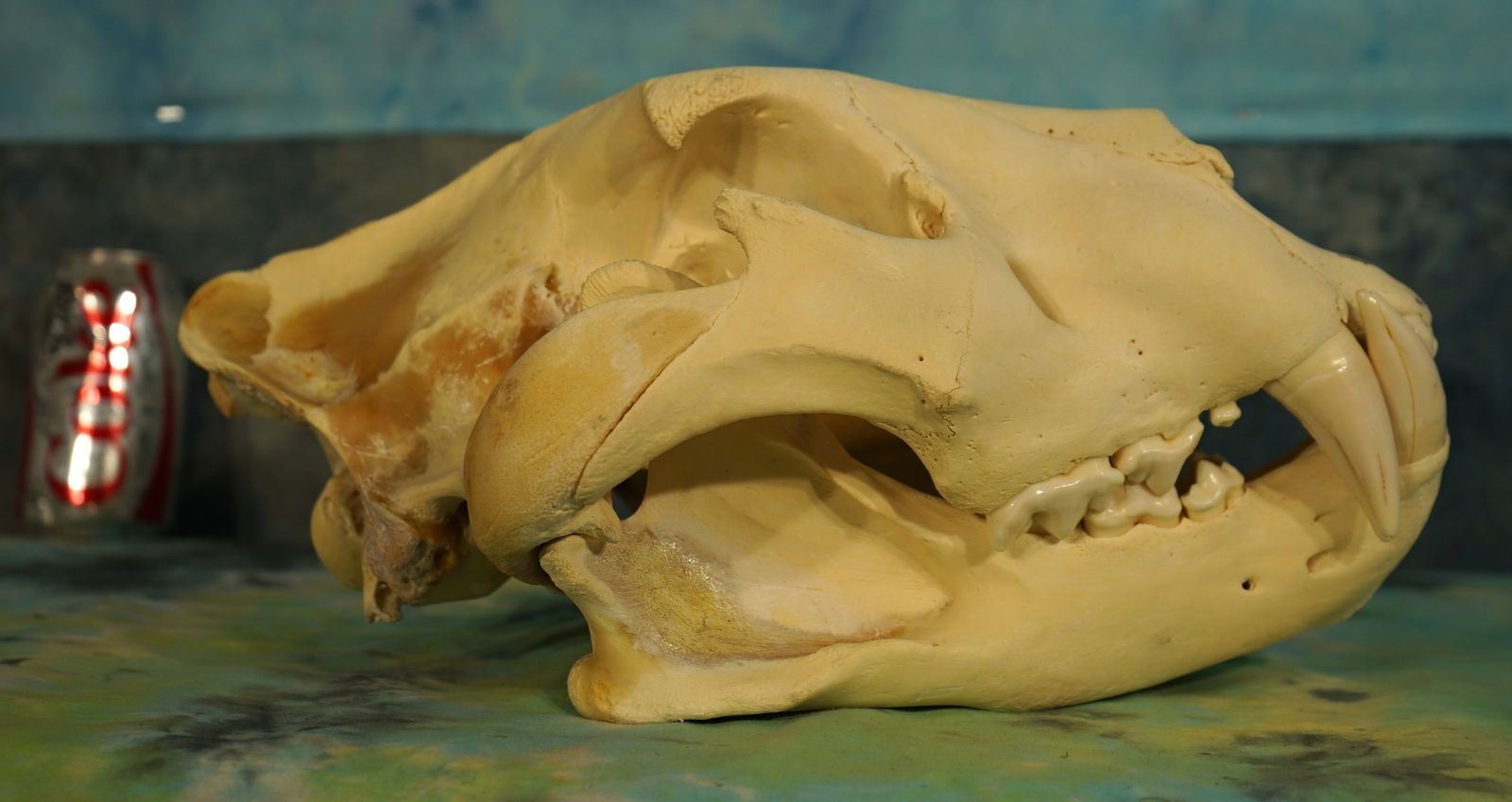 African Male Lion Large Complete Skull Taxidermy **Texas Residents Only!** (1 of 4)