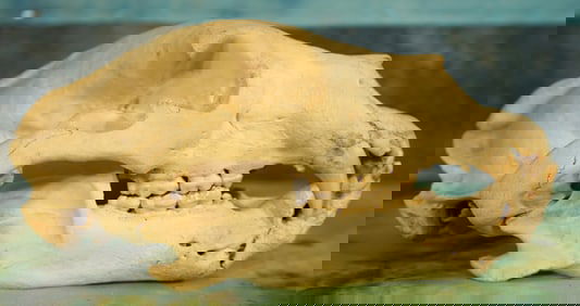 Very Large Complete and Unique Black Bear Skull Taxidermy