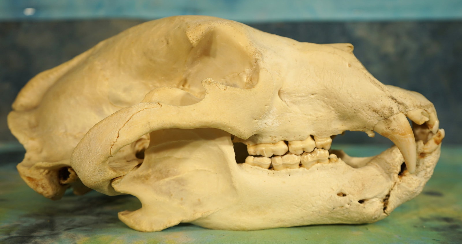Very Large Complete and Unique Black Bear Skull Taxidermy: This large Boar must have got into a fight, and lost his lower right canine and chipped the small tooth above it. This skull has all of the other teeth present, and in excellent condition. The skull h