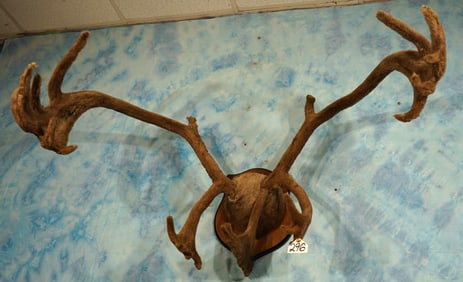 Quebec Labrador Caribou Antlers in Velvet Mounted on Taxidermy Panel