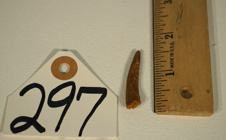 Authentic Flying Pterosaur Fossil Dinosaur Tooth From Morocco