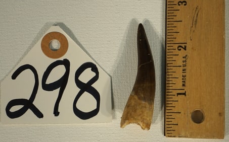 Authentic and Amazing Plesiosaurus Marine Dinosaur Fossil Tooth