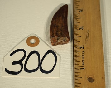 Authentic Mid-Size Quality African T-Rex Fossil Dinosaur Tooth