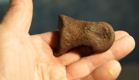 Authentic Juvenile T-Rex Phange or "Small Toe Bone Digit" Dinosaur Fossil