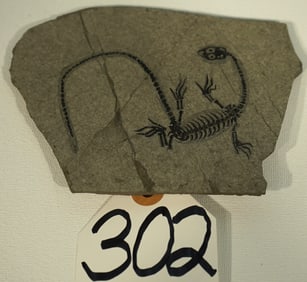 Authentic Baby Nothosaurus Complete Fossil Skeleton in Matrix