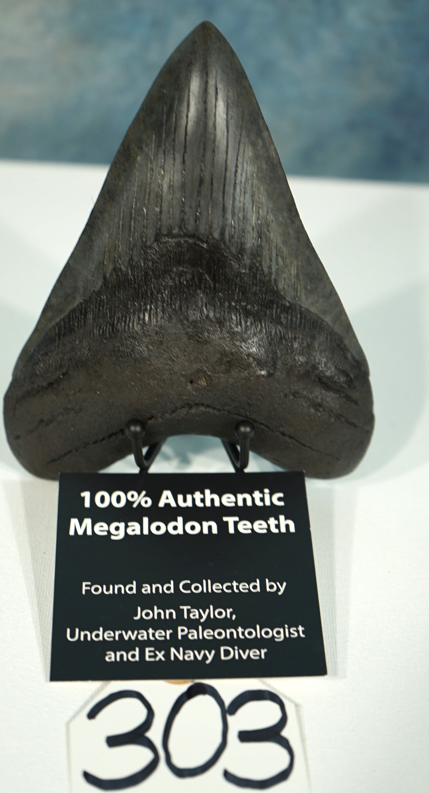 Huge! 6 1/8" Megalodon High Quality Prehistoric Shark Fossil Tooth with Display Stand: This Megalodon tooth is one in 1,500. It is in superb condition, and it is highly polished. Teeth like this one which are Museum Quality often sell for $ 1,000.00 to 3,500.00. This tooth is 4 3/4" acr