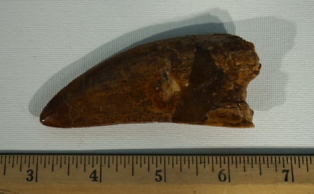Very Large Museum Quality African T-Rex Authentic Fossil Tooth